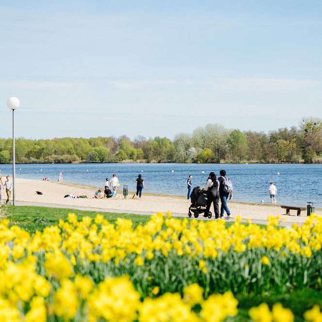 Der Allersee im Frühling mit Sandstrand, Spaziergängern auf dem angrenzenden Fußweg und blühenden Narzissen im Vordergrund.
