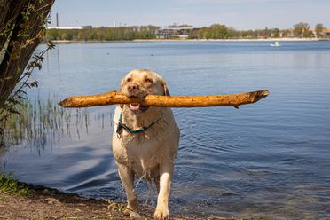 Ein Hund mit Stock im Maul, der aus dem Wasser des Allersees kommt.